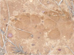 another set of prints